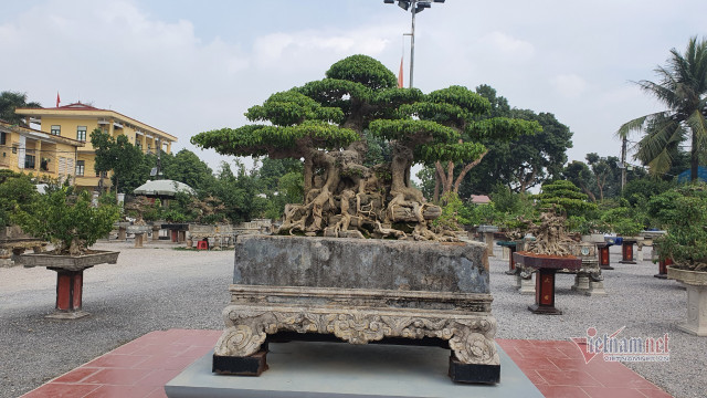Vườn hội tụ những 'siêu cây' đình đám khắp 3 miền - Hình 8 Vuon hoi tu nhung 'sieu cay' dinh dam khap 3 mien-Hinh-8