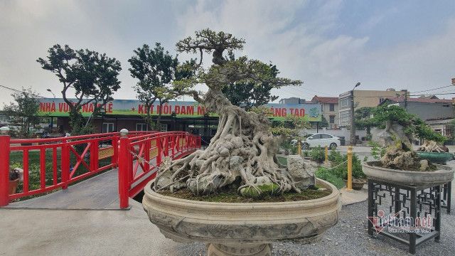 Vườn hội tụ những 'siêu cây' đình đám khắp 3 miền - Hình 6 Vuon hoi tu nhung 'sieu cay' dinh dam khap 3 mien-Hinh-6