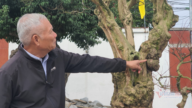 Vườn hội tụ những 'siêu cây' đình đám khắp 3 miền - Hình 10 Vuon hoi tu nhung 'sieu cay' dinh dam khap 3 mien-Hinh-10