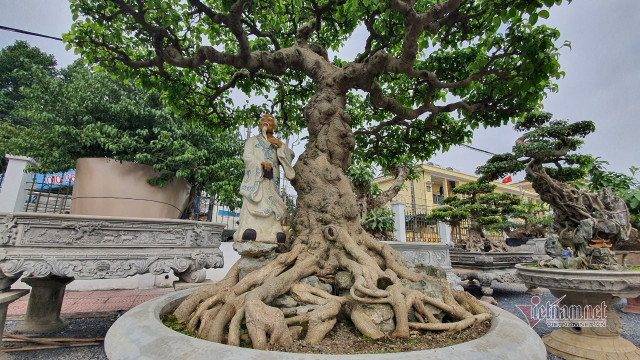 Vườn hội tụ những 'siêu cây' đình đám khắp 3 miền - Hình 12 Vuon hoi tu nhung 'sieu cay' dinh dam khap 3 mien-Hinh-12