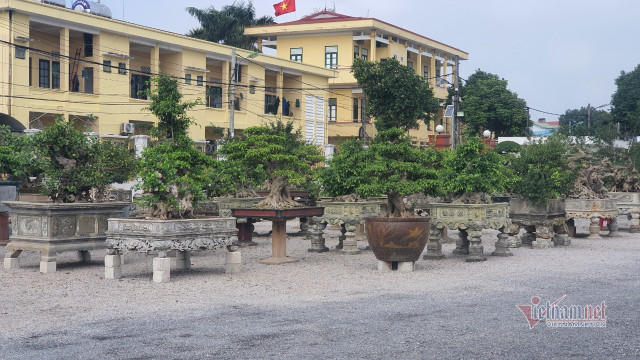 Vườn hội tụ những 'siêu cây' đình đám khắp 3 miền - Hình 4 Vuon hoi tu nhung 'sieu cay' dinh dam khap 3 mien-Hinh-4