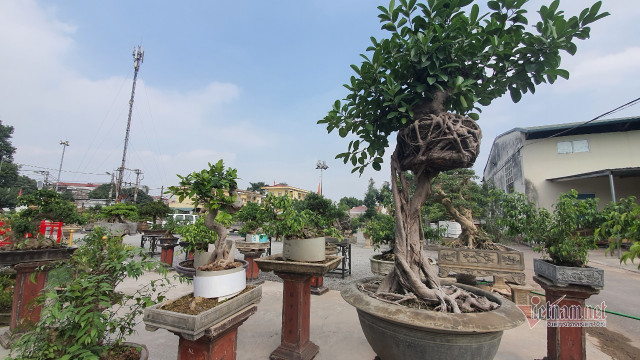 Vườn hội tụ những 'siêu cây' đình đám khắp 3 miền - Hình 15 Vuon hoi tu nhung 'sieu cay' dinh dam khap 3 mien-Hinh-15