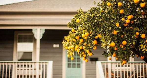 Trước nhà trồng 7 loại cây này, gia đình phú quý thịnh vượng Truoc nha trong 7 loai cay nay, gia dinh phu quy thinh vuong