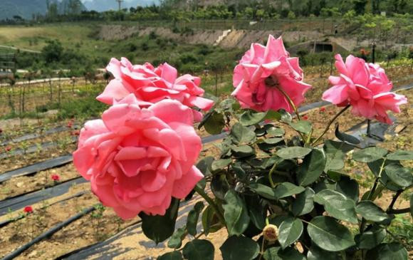 Người sinh vào ngày này sinh ra đã có phúc khí, số mệnh giàu sang - Hình 2 Nguoi sinh vao ngay nay sinh ra da co phuc khi, so menh giau sang-Hinh-2