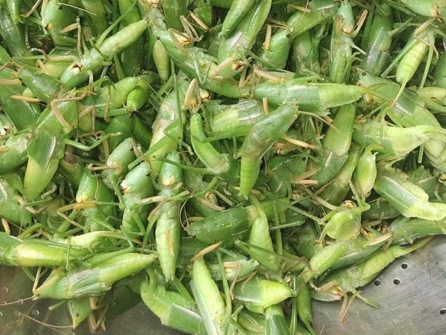 Thứ đặc sản dân dã “tôm bay” được nhiều người săn lùng Thu dac san dan da “tom bay” duoc nhieu nguoi san lung