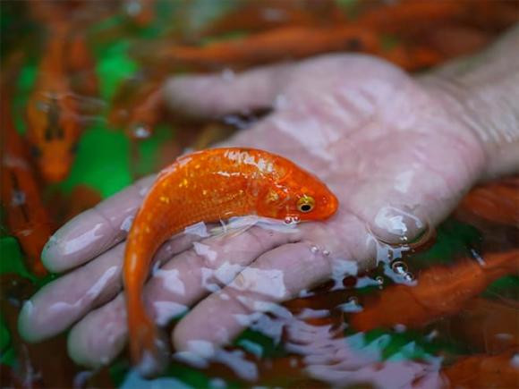 Mẹo thả cá Chép cúng ông Công ông Táo để 'phất' cả năm Meo tha ca Chep cung ong Cong ong Tao de 'phat' ca nam