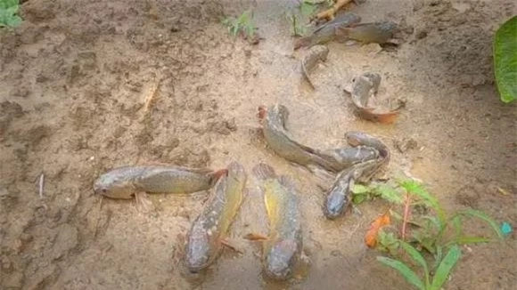 Giật mình loài cá 'đi bộ' xếp hàng trên núi vội vã di chuyển - Hình 5 Giat minh loai ca 'di bo' xep hang tren nui voi va di chuyen-Hinh-5