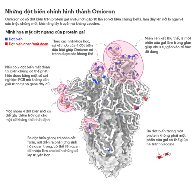 Công bố mới của WHO về biến chủng Omicron - Hình 2 Cong bo moi cua WHO ve bien chung Omicron-Hinh-2