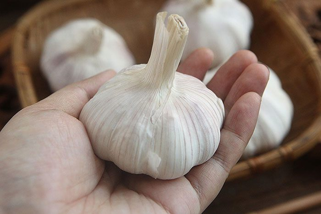 Dùng một nắm muối để cùng tỏi theo cách này quanh năm không sợ mốc ẩm Dung mot nam muoi de cung toi theo cach nay quanh nam khong so moc am