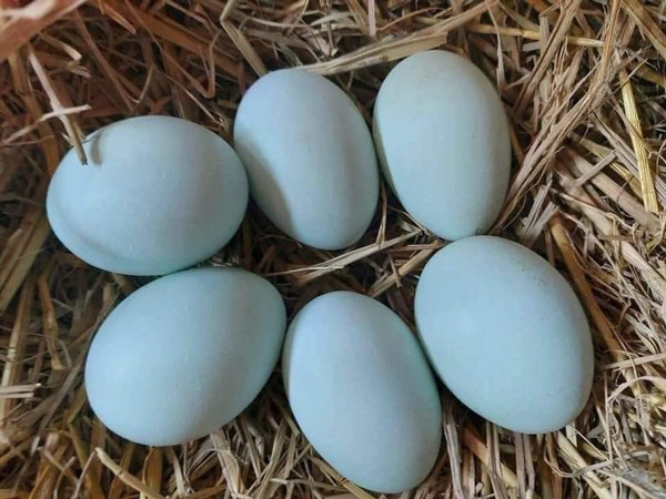 Loại trứng gà có màu lạ, giá lại rẻ, dân buôn bán cả nghìn quả mỗi ngày - Hình 2 Loai trung ga co mau la, gia lai re, dan buon ban ca nghin qua moi ngay-Hinh-2