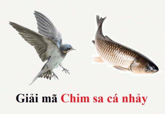 'Chim sa tận nơi không bắt, cá nhảy tận bờ không ăn' là vì sao? 'Chim sa tan noi khong bat, ca nhay tan bo khong an' la vi sao?
