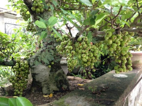 Nên đặt cây sung trước hay phía sau nhà thì hợp phong thủy? - Hình 2 Nen dat cay sung truoc hay phia sau nha thi hop phong thuy?-Hinh-2