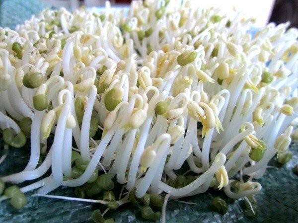 Thấy giá đỗ có dấu hiệu này đừng mua kẻo rước bệnh vào thân - Hình 2 Thay gia do co dau hieu nay dung mua keo ruoc benh vao than-Hinh-2