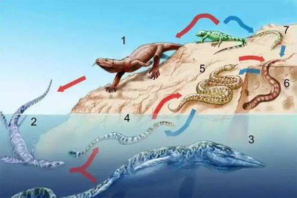 Loài rắn từng có chân nhưng dần mất đi vì... - Hình 5 Loai ran tung co chan nhung dan mat di vi...-Hinh-5