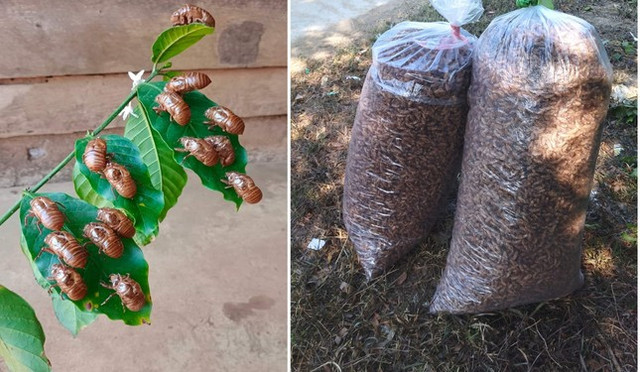 Xác ve sầu được thu mua giá tiền triệu, thực hư sao? - Hình 3 Xac ve sau duoc thu mua gia tien trieu, thuc hu sao?-Hinh-3