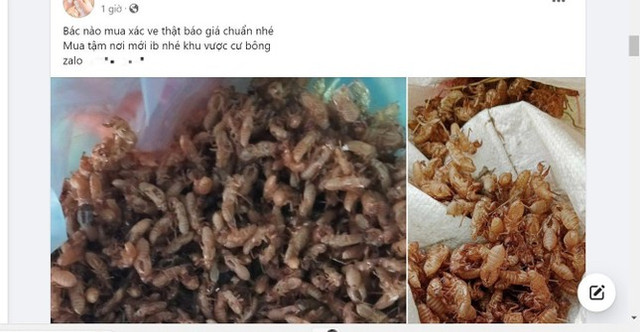 Xác ve sầu được thu mua giá tiền triệu, thực hư sao? Xac ve sau duoc thu mua gia tien trieu, thuc hu sao?