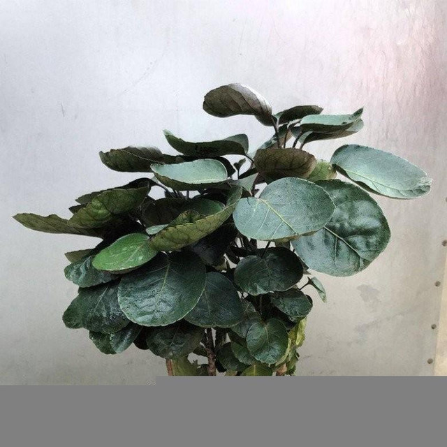 5 loại cây có chữ "tiền" dễ trồng lại mang tới nhiều may mắn - Hình 5 5 loai cay co chu
