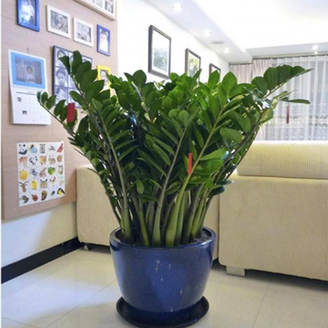 5 loại cây có chữ "tiền" dễ trồng lại mang tới nhiều may mắn - Hình 2 5 loai cay co chu