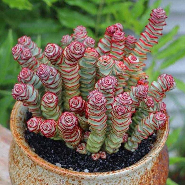 5 loại cây có chữ "tiền" dễ trồng lại mang tới nhiều may mắn - Hình 4 5 loai cay co chu