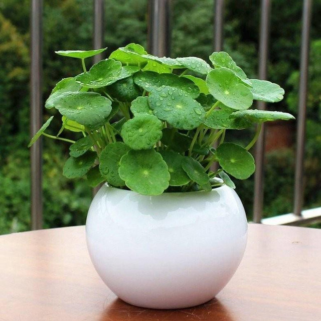 5 loại cây có chữ "tiền" dễ trồng lại mang tới nhiều may mắn 5 loai cay co chu