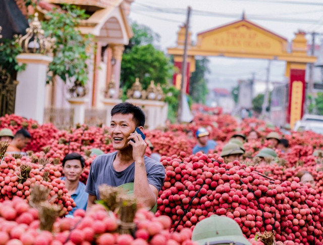 Cận cảnh: Màu vải chín nhuộm đỏ đường phố Bắc Giang - Hình 3 Can canh: Mau vai chin nhuom do duong pho Bac Giang-Hinh-3