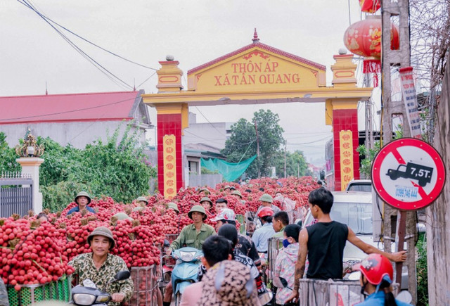 Cận cảnh: Màu vải chín nhuộm đỏ đường phố Bắc Giang - Hình 4 Can canh: Mau vai chin nhuom do duong pho Bac Giang-Hinh-4
