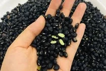 Đậu đen có những lợi ích gì?