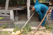 Con chó dại cắn người dân đã bị bắt và tiêu hủy. Ảnh tienphong.vn