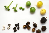 3 trẻ ở Tuyên Quang nhập viện sau khi ăn hạt dầu mè mọc hoang