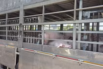 Gia Lai tiêu huỷ hơn 200 con heo nhiễm dịch tả lợn châu Phi 