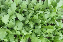 Tác dụng bất ngờ của rau cải cúc với sức khỏe