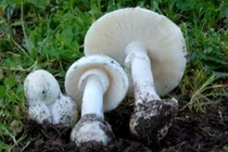 Bộ Y tế vào cuộc vụ nghi ngộ độc thực phẩm do ăn nấm lạ ở Tây Ninh 