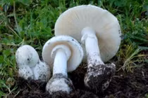 Bộ Y tế vào cuộc vụ nghi ngộ độc thực phẩm do ăn nấm lạ ở Tây Ninh 