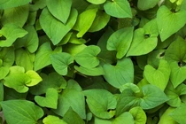  Bật mí các thực phẩm tự nhiên hỗ trợ tiêu hóa, giảm táo bón