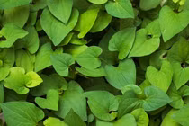  Bật mí các thực phẩm tự nhiên hỗ trợ tiêu hóa, giảm táo bón