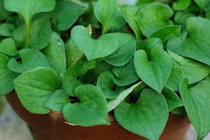 Loại rau giúp thải độc, tăng cường hệ miễn dịch