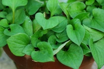 Loại rau giúp thải độc, tăng cường hệ miễn dịch