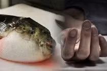 Liên tiếp các ca ngộ độc cá nóc, bác sĩ khuyến cáo