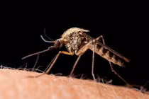  Lâm Đồng phát hiện ca sốt rét ngoại lai, cảnh báo nguy cơ lây lan cộng đồng