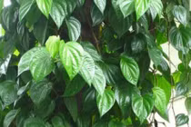 Bài thuốc từ lá trầu không