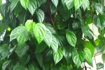 Bài thuốc từ lá trầu không