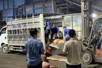 Vĩnh Phúc phát hiện 1 tấn thịt lợn chết đang đi tiêu thụ