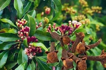 Lợi ích sức khoẻ của nước đinh hương
