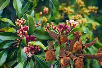 Uống nước ngâm đinh hương khi bụng đói có tác dụng gì?