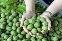 5 tác dụng của quả sấu