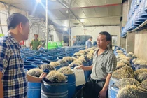 Triệt phá cơ sở sản xuất hàng trăm tấn giá đỗ ngậm hóa chất