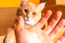 Bé trai 11 tuổi ở Lào Cai tử vong, nghi do mèo cào