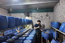 Phát hiện nhiều cơ sở sản xuất giá đỗ sử dụng chất cấm tại Quảng Ninh