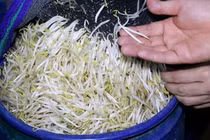 Giá đỗ ngâm ủ hóa chất tàn phá sức khỏe, gây ung thư 