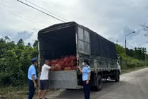 Quảng Ninh bắt giữ gần 17 tấn ngao, hàu không xuất xứ
